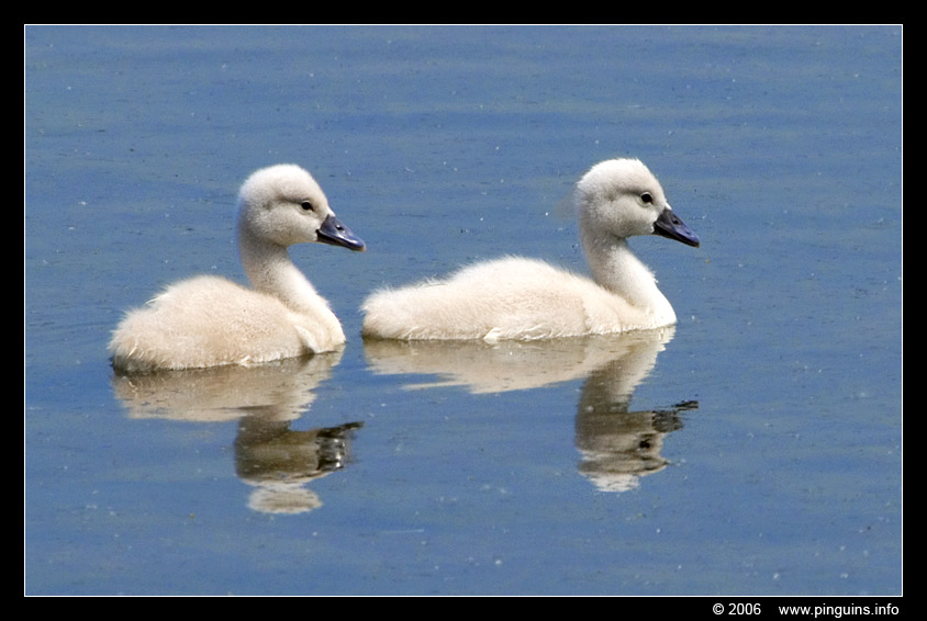 knobbelzwaan ( Cygnus olor ) swan
Trefwoorden: Blokkersdijk Belgie knobbelzwaan zwaan Cygnus olor swan vogel bird