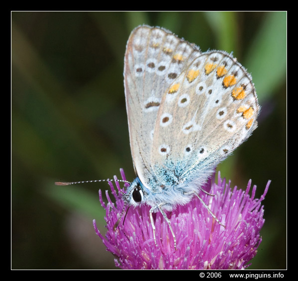 icarus blauwtje ( Polyommatus icarus )  common blue
Trefwoorden: natuurgebied naturereserve Voornes Duin Nederland icarusblauwtje blauwtje vlinder butterfly  Polyommatus icarus  common blue