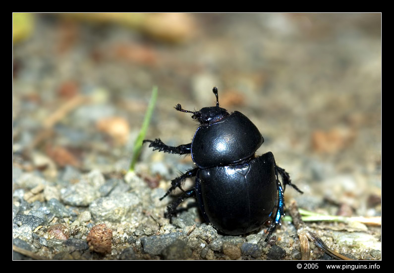 mestkever ( Geotrupes stercorarius )  dung beetle
Trefwoorden: mestkever  Geotrupes stercorarius dung beetle