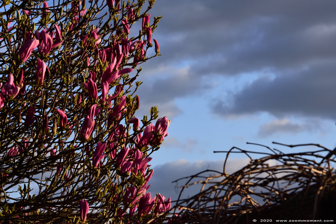 magnolia 
Trefwoorden: Tuin Beerse Belgium magnolia