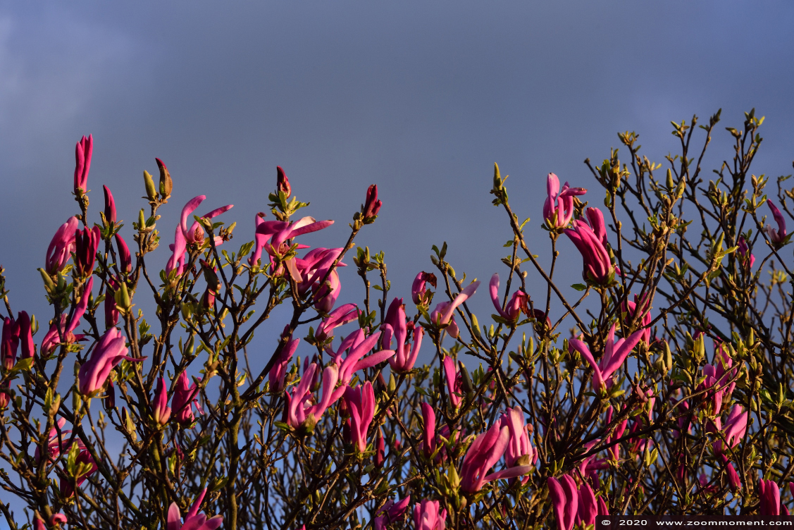magnolia 
Keywords: Tuin Beerse Belgium magnolia