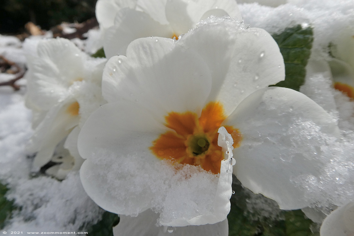 Trefwoorden: Beerse tuin sneeuw snow bloem flower
