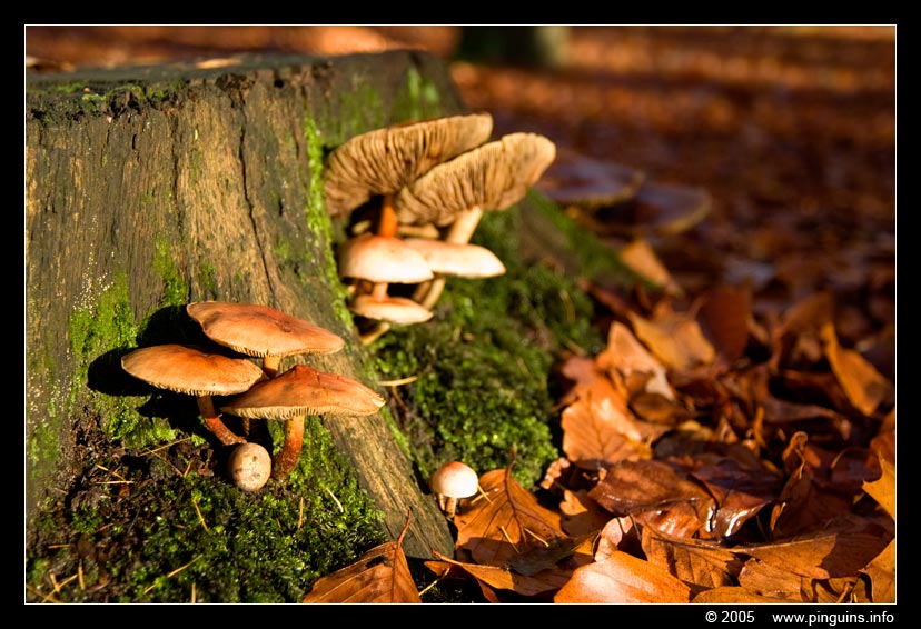 paddenstoel ( species ? ) fungus
Vermoedelijk gewone zwavelkop, maar niet met zekerheid te bepalen
Trefwoorden: Kortenberg Molenbeek Belgie Belgium Belgie Belgium paddestoel paddenstoel fungus fungi