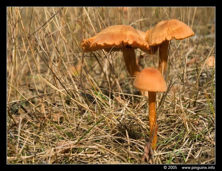 fopzwam ( Laccaria ? ) deceiver
Vermoedelijk fopzwam, maar niet met zekerheid te bepalen
Trefwoorden: Kalmthoutse heide Belgie Belgium paddestoel paddenstoel fungus fungi fopzwam deceiver Laccaria