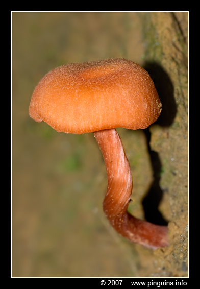 fopzwam ( Laccaria ? ) deceiver
Vermoedelijk fopzwam, maar niet met zekerheid te bepalen
Trefwoorden: Koeheide Bertem Belgie Belgium paddestoel paddenstoel fungus fungi fopzwam Laccaria deceiver