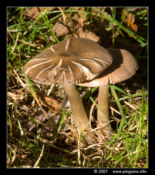 hertenzwam ( Pluteus species ? ) fungus
Trefwoorden: Mechels Broek Mechelen Belgie Belgium paddestoel paddenstoel fungus fungi hertenzwam Pluteus