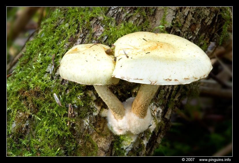 paddenstoel ( species ? ) fungus
onbekende soort
unknown species
Trefwoorden: Mechels Broek Mechelen Belgie Belgium paddestoel paddenstoel fungus fungi