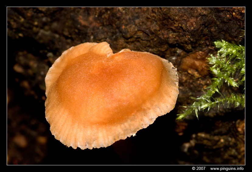 paddenstoel ( species ? ) fungus
onbekende soort
unknown species
Trefwoorden: Waarloos oude spoorwegberm Belgie Belgium paddestoel paddenstoel fungus fungi