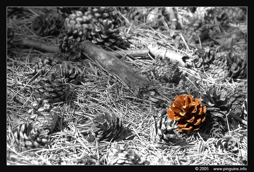 Dennenappel    pine cone
Grensoverschrijdend natuurgebied Hageven in Neerpelt (BE) - Plateaux (NL)

Trefwoorden: Plateaux Nederland Netherlands dennenappel pine cone