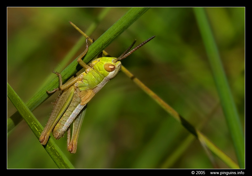krekel   ( Acheta domestica )   cricket
Grensoverschrijdend natuurgebied Hageven in Neerpelt (BE) - Plateaux (NL)
Trefwoorden: Plateaux Nederland Netherlands krekel Acheta domestica cricket