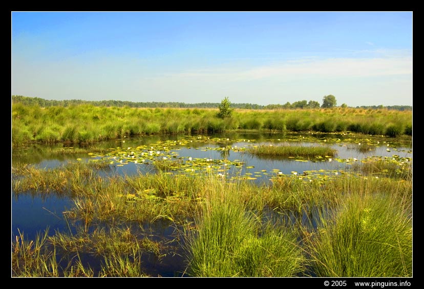 Ven    pool
Grensoverschrijdend natuurgebied Hageven in Neerpelt (BE) - Plateaux (NL)

Trefwoorden: Plateaux Nederland Netherlands ven pool