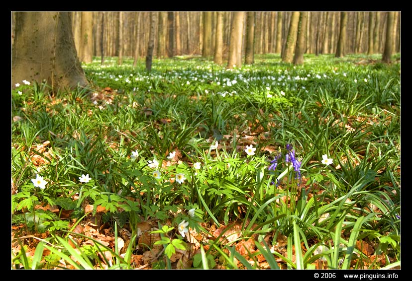 bosanemoon  ( Anemone nemorosa )  wood anemone or windflower in Hallerbos Belgium
Trefwoorden: Hallerbos Belgium bosanemoon   Anemone nemorosa  wood anemone windflower