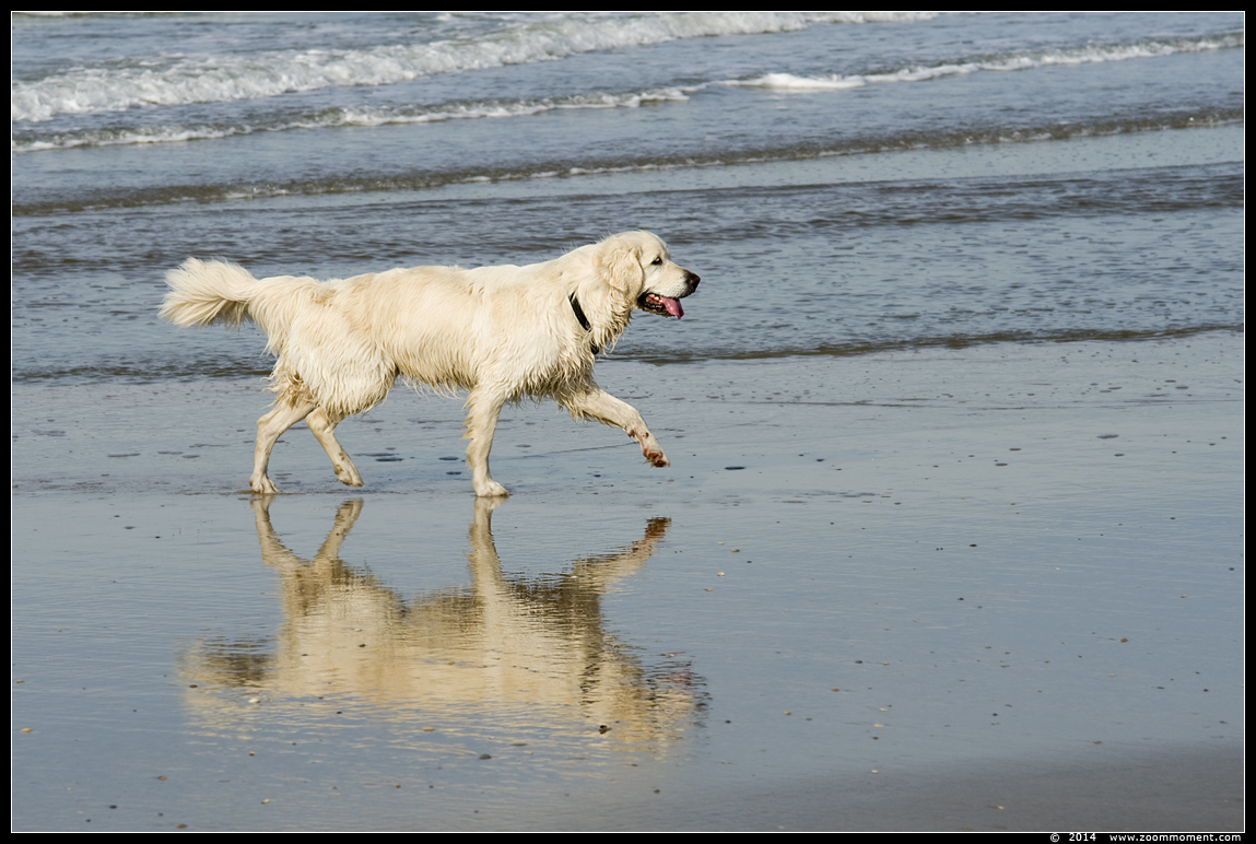 Hond spelend aan zee
