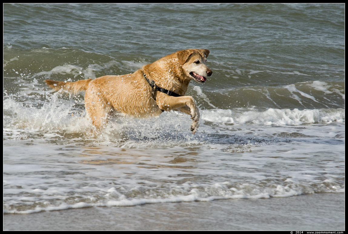 Hond aan zee
