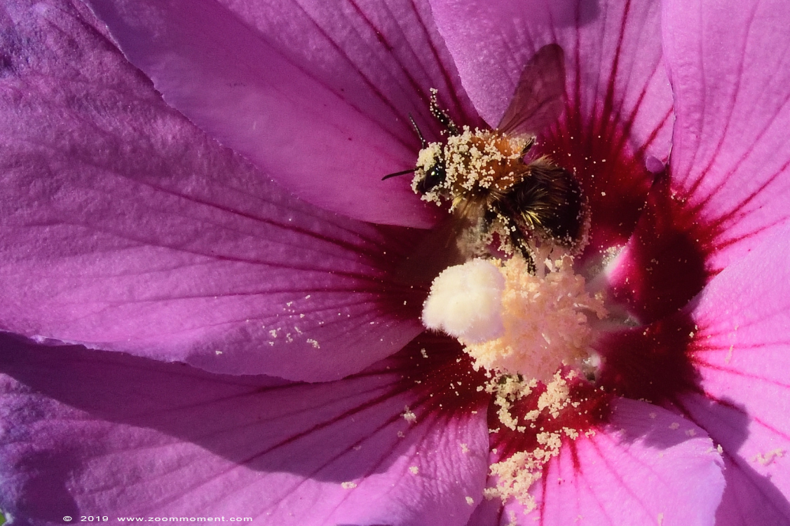 hommel ( Bombus lucorum ) bumblebee
Keywords: Tuin Beerse Beglium hommel Bombus lucorum bumblebee