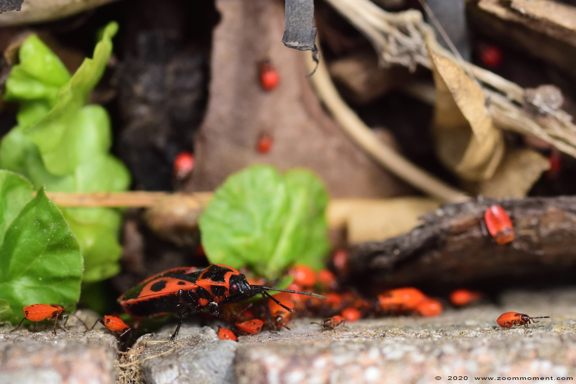 vuurwants  ( Pyrrhocoris apterus ) fire bug
Keywords: Tuin Beerse Belgium vuurwants Pyrrhocoris apterus fire bug