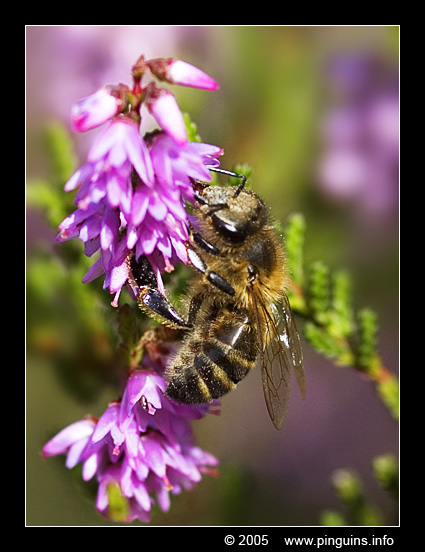 Bee    bij
Kalmthoutse heide: bij
Heath at Kalmthout (Belgium): bee
Trefwoorden: Kalmthout Belgium Belgie heath heide bij bee
