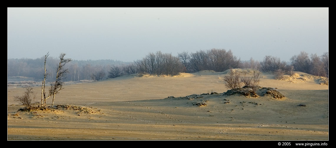 Duinen    dunes
Trefwoorden: Loonse Drunense Duinen dunes