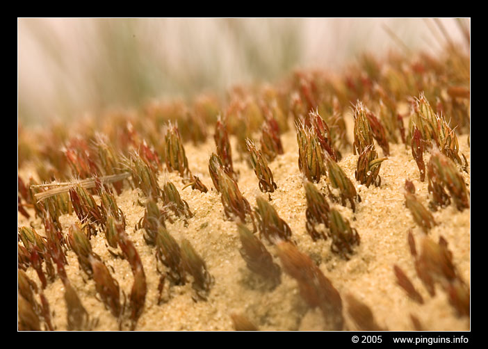 Duinen    dunes
Trefwoorden: Loonse Drunense Duinen dunes mos