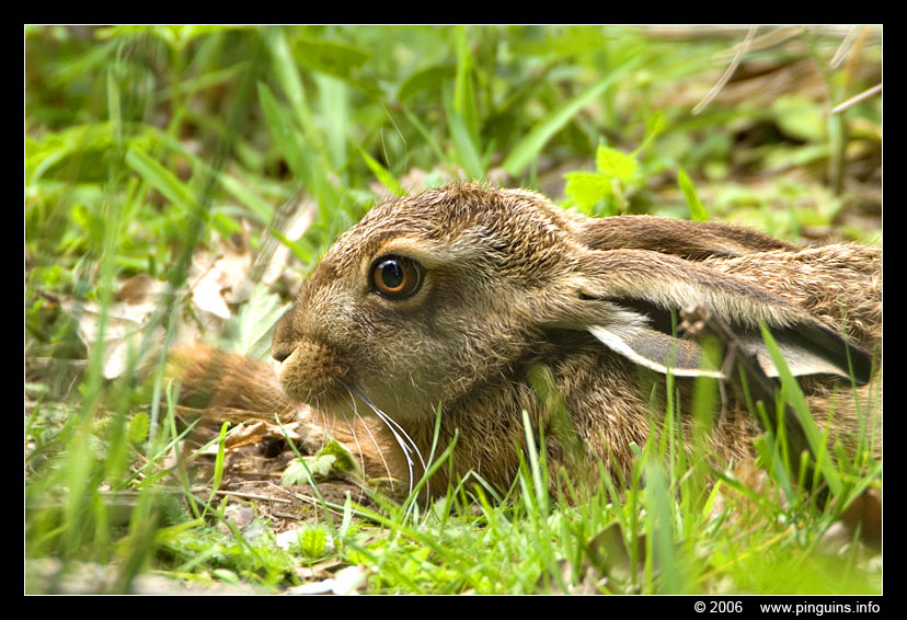 haas  ( Lepus europaeus ) Europian hare
Trefwoorden: natuurgebied naturereserve Mechels Broek Mechelen haas Lepus europaeus Europian hare