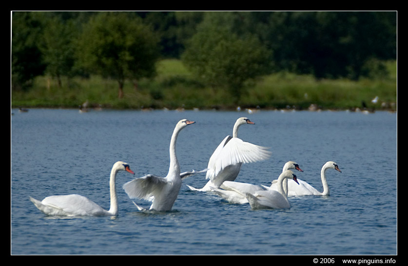 knobbelzwaan ( Cygnus olor )  swan
Trefwoorden: natuurgebied naturereserve Mechels Broek Mechelen knobbelzwaan Cygnus olor swan zwaan vogel bird swan