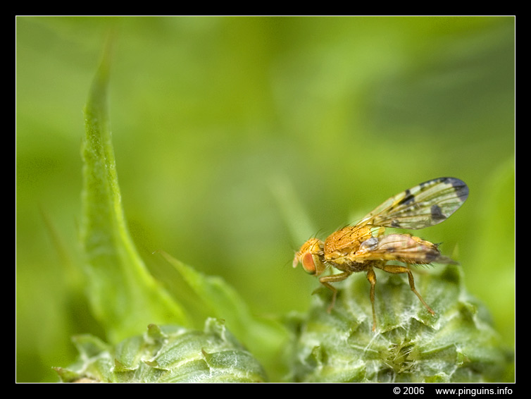 vlieg   fly
Trefwoorden: natuurgebied naturereserve Mechels Broek Mechelen vlieg fly
