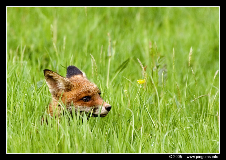 vos welp  ( Vulpes vulpes )  fox cub
Trefwoorden: natuurgebied naturereserve Mechels Broek Mechelen Vulpes vulpes vos fox cub welp
