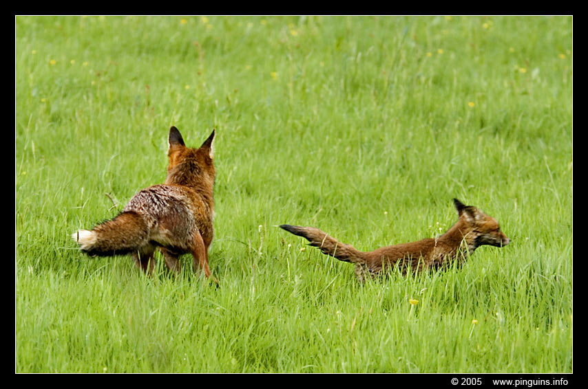vos met welp  ( Vulpes vulpes )  fox with cub
Trefwoorden: natuurgebied naturereserve Mechels Broek Mechelen Vulpes vulpes vos fox cub welp