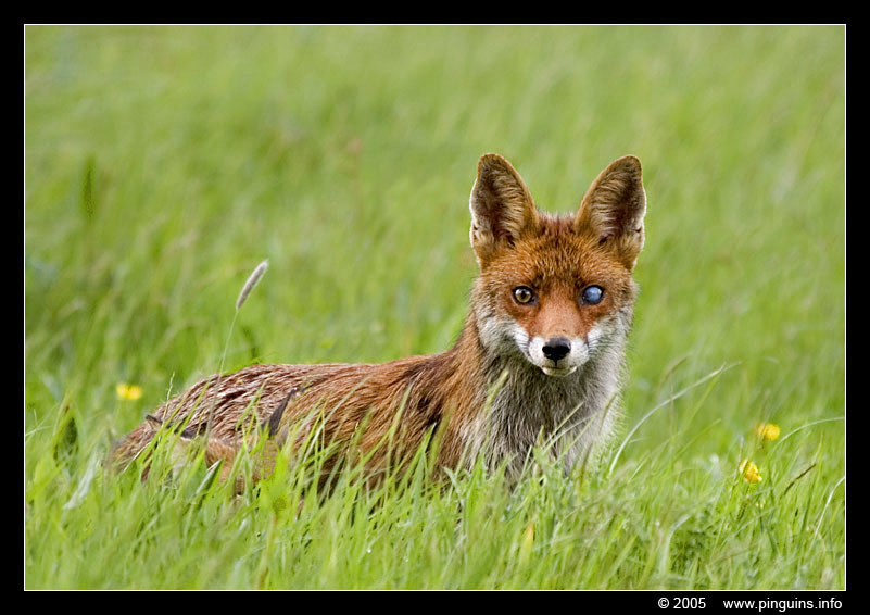 vos met welp  ( Vulpes vulpes )  fox with cub
Trefwoorden: natuurgebied naturereserve Mechels Broek Mechelen Vulpes vulpes vos fox cub welp