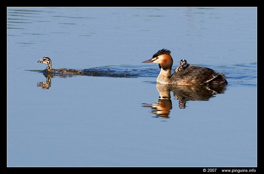 fuut met kuikens  ( Podiceps cristatus ) great crested grebe with chicks
Palavras chave: Mols Broek Belgie Belgium fuut kuikens Podiceps cristatus great crested grebe kuiken chick vogel bird