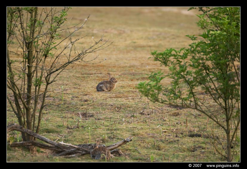konijn  rabbit
Trefwoorden: Mol Belgie konijn rabbit