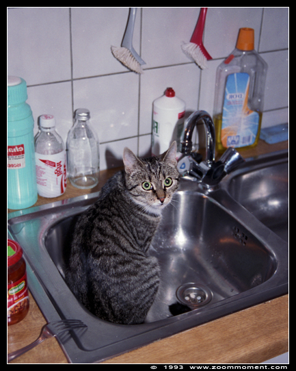 poes  ( Felis domestica ) cat   : Streep
Keywords: Felis domestica cat kat Streep