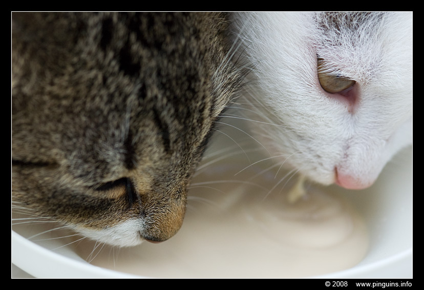 poes ( Felis domestica ) cat : Witteke en Kona
Trefwoorden: poes Felis domestica cat Kona Witteke melk milk