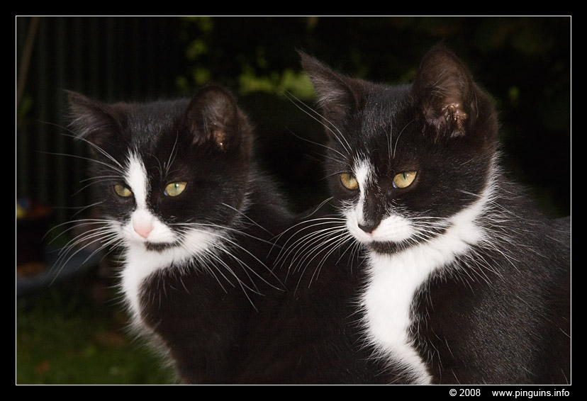 poes ( Felis domestica ) cat : Kiara en Zwartje
Trefwoorden: poes Felis domestica cat Kiara Zwartje