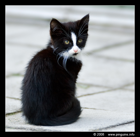 poes ( Felis domestica ) cat : Zwartje
Paraules clau: poes Felis domestica cat Zwartje