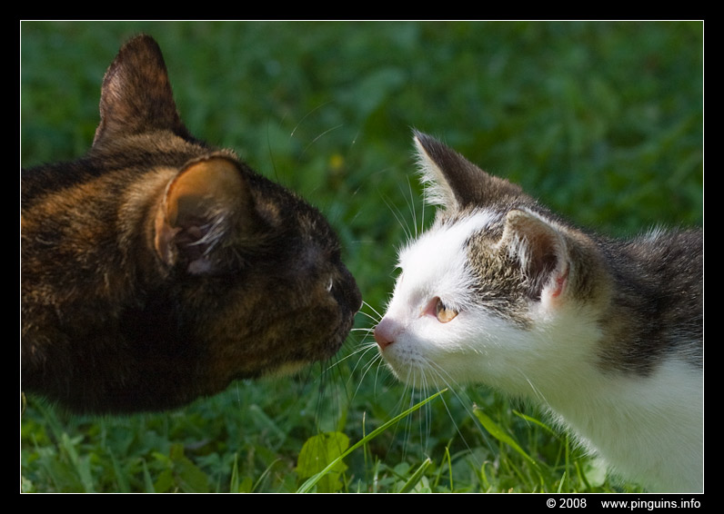 poes ( Felis domestica ) cat : Pruts en Witteke
Trefwoorden: poes Felis domestica cat Pruts Witteke