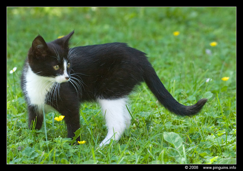 poes ( Felis domestica ) cat : Kiara
Trefwoorden: poes Felis domestica cat Kiara