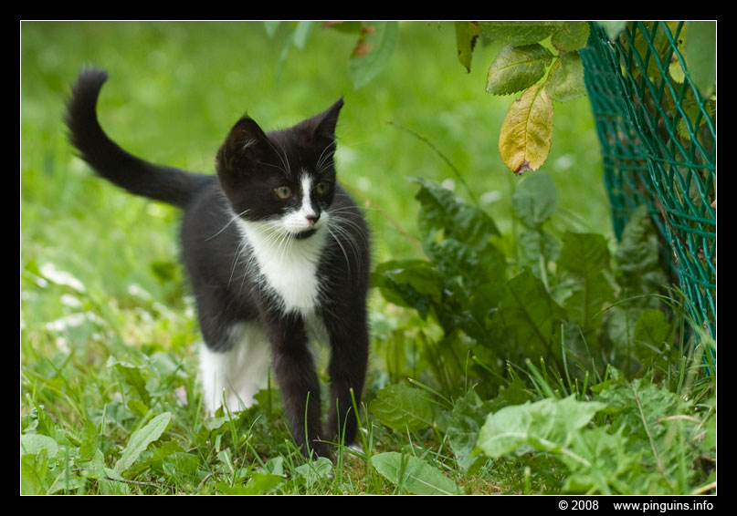 poes ( Felis domestica ) cat : Kiara
Trefwoorden: poes Felis domestica cat Kiara