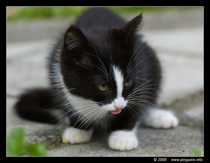 poes ( Felis domestica ) cat : Zwartje
Trefwoorden: poes Felis domestica cat Zwartje