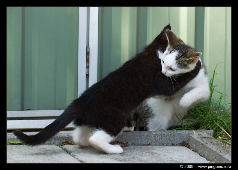 poes ( Felis domestica ) cat : Witteke en Kiara
Trefwoorden: poes Felis domestica cat Kiara Witteke