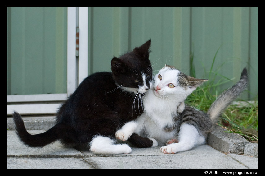 poes ( Felis domestica ) cat : Witteke en Kiara
Trefwoorden: poes Felis domestica cat Kiara Witteke