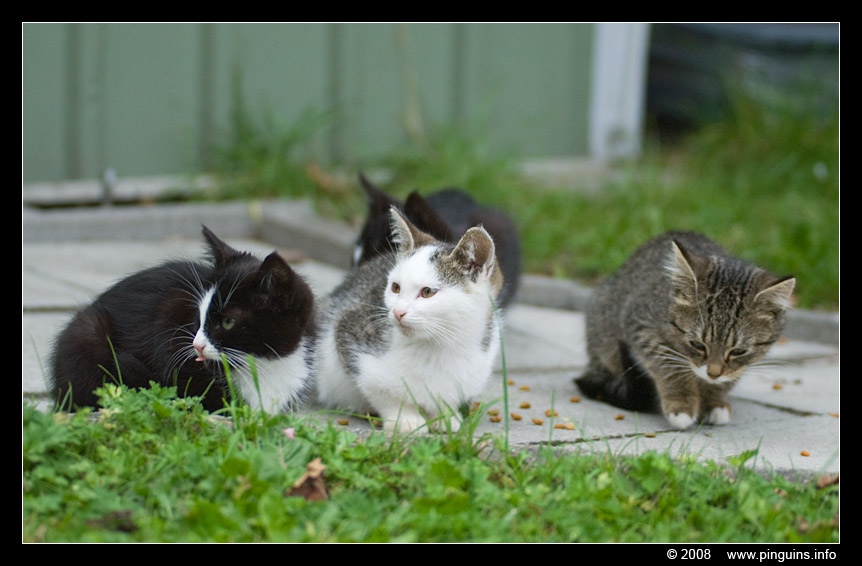 poes ( Felis domestica ) cat : vier zwerfpoesjes Kiara , Kona , Zwartje en Witteke
Trefwoorden: poes Felis domestica cat Witteke Zwartje Kona Kiara