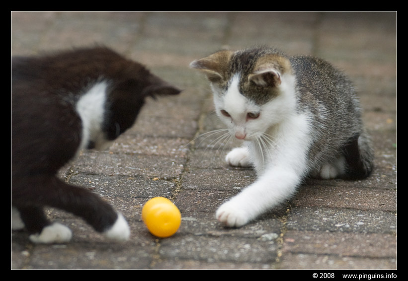 poes ( Felis domestica ) cat : Kiara en Witteke
Trefwoorden: poes Felis domestica cat Witteke Kiara