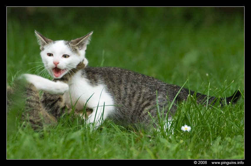 poes ( Felis domestica ) cat : Kona en Witteke
Trefwoorden: poes Felis domestica cat Witteke 