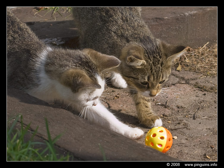poes ( Felis domestica ) cat : Kona en Witteke
Trefwoorden: poes Felis domestica cat Witteke Kona