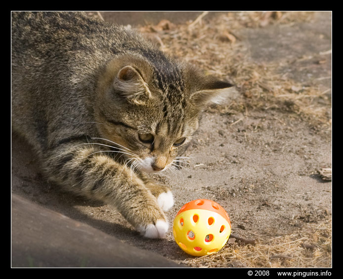 poes ( Felis domestica ) cat : Kona
Keywords: poes Felis domestica cat Kona