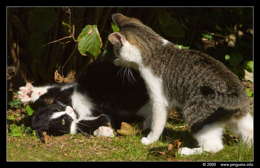 poes ( Felis domestica ) cat : Witteke en Zwartje
Trefwoorden: poes Felis domestica cat Witteke Zwartje