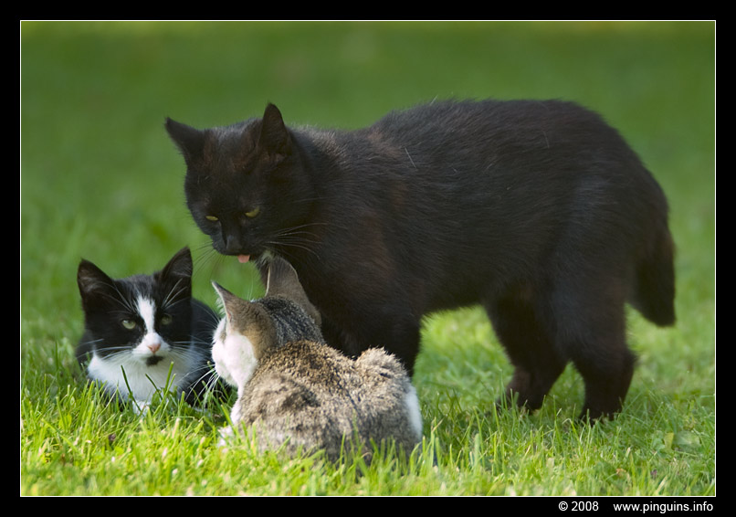 poes ( Felis domestica ) cat : mama met Zwartje en Witteke
Trefwoorden: poes Felis domestica cat Witteke Zwartje