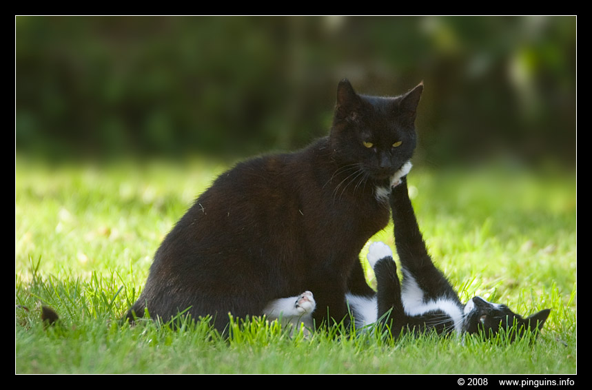 poes ( Felis domestica ) cat : mama en Zwartje
Trefwoorden: poes Felis domestica cat Zwartje