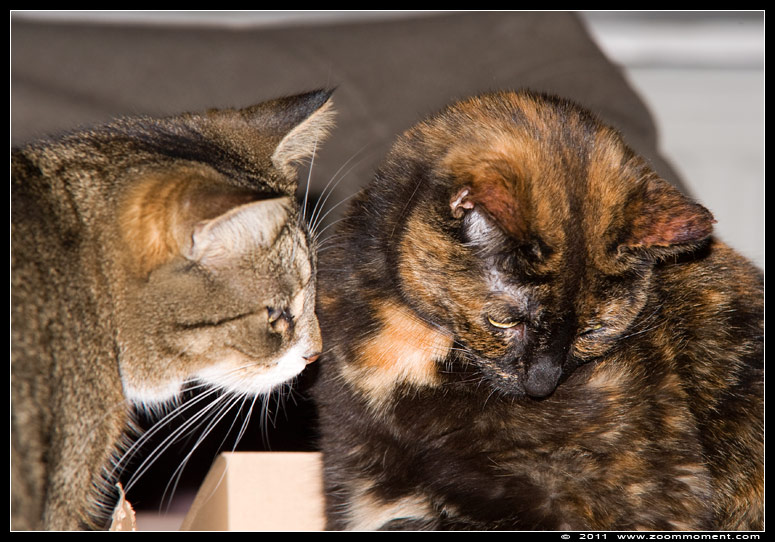 Kona en Pruts spelend
Trefwoorden: Kona Pruts Felis domestica cat kat kitten